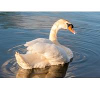 AMBATTERY Latch Hook Kits White Swan Animal Diy Latch Hook Kit Self Latch Set For Adults Tapestry Kits Beginners Large Carpet Pre Printed 31x45in