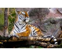 AMBATTERY Rug Making Kit For Adults Tiger Animal Diy Latch Hook Kit For Adults ，Cross Stitch Kit Carpet Making Cushion Needlework For Beginners 23x35in