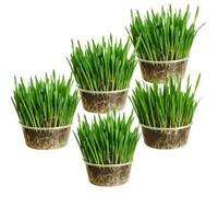Ambrozia NP Cat Grass Kit x5 Pots - 100% Wheat | Natural Digestive Aid for Indoor Cats