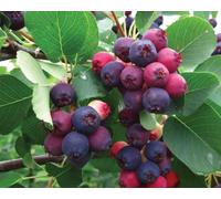 Amelanchier Canadensis Prince William Tree 6ft Tall Supplied in a 12 Litre Pot by Directplants Direct Plants Green One Size