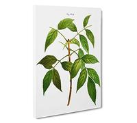 American Ash Tree Branch by Pierre-Joseph Redoute Canvas Print | Gallery Wrapped 30mm Frame Wall Art | 30x20 inches | Ready to Hang | Modern Landscape Picture | Living Room Bedroom Lounge Office