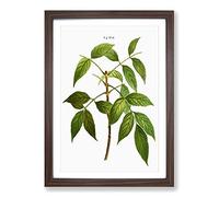 American Ash Tree Branch by Pierre Joseph Redoute Framed Print Walnut A2 | Wall Art, Ready to Hang, Satin Fine Art Paper, Fade-Resistant Inks, Acrylic Glazing, Securely Packaged, Made in the UK