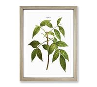 American Ash Tree Branch By Pierre Joseph Redoute Vintage Framed Print | A4 Oak Framed Wall Art | Ready to Hang | Classic Floral Picture | Living Room Bedroom Lounge Office