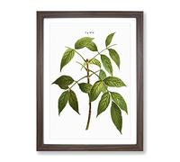 American Ash Tree Branch By Pierre Joseph Redoute Vintage Framed Wall Art Print, Ready to Hang Picture for Living Room Bedroom Home Office Décor, Walnut A4 (34 x 25 cm)