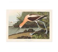 American Avocet Poster John James Audubon Vintage Bird Illustration Antique Print Ornithology Art, Archival Matte, A1 (Print Only) - 84.1x59.4cm