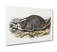 American Badger By John Woodhouse Audubon Canvas Print | Gallery Wrapped 30mm Frame Wall Art | 20x14 inches | Ready to Hang | Retro Picture | Living Room Bedroom Lounge Office