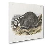 American Badger by John Woodhouse Audubon Canvas Print | Gallery Wrapped 30mm Frame Wall Art | 20x20 inches | Ready to Hang | Retro Picture | Living Room Bedroom Lounge Office