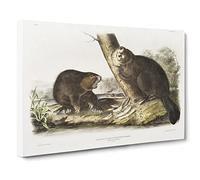 American Beavers By John Woodhouse Audubon Canvas Print | Gallery Wrapped 30mm Frame Wall Art | 30x20 inches | Ready to Hang | Retro Picture | Living Room Bedroom Lounge Office