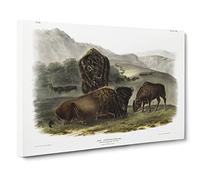 American Bison By John Woodhouse Audubon Canvas Print | Gallery Wrapped 30mm Frame Wall Art | 20x14 inches | Ready to Hang | Retro Picture | Living Room Bedroom Lounge Office