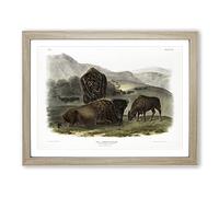 American Bison By John Woodhouse Audubon Vintage Framed Print | A3 Oak Framed Wall Art | Ready to Hang | Classic Nature Picture | Living Room Bedroom Lounge Office