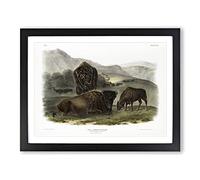 American Bison By John Woodhouse Audubon Vintage Framed Print | A4 Black Framed Wall Art | Ready to Hang | Classic Nature Picture | Living Room Bedroom Lounge Office
