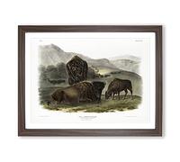 American Bison By John Woodhouse Audubon Vintage Framed Wall Art Print, Ready to Hang Picture for Living Room Bedroom Home Office Décor, Walnut A4 (34 x 25 cm)