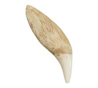 American Black Bear Canine (7cm) (Museum Quality Replica)