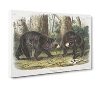 American Black Bears By John Woodhouse Audubon Canvas Print | Gallery Wrapped 30mm Frame Wall Art | 20x14 inches | Ready to Hang | Retro Animal Picture | Living Room Bedroom Lounge Office
