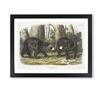 American Black Bears By John Woodhouse Audubon Vintage Framed Print | A3 Black Framed Wall Art | Ready to Hang | Classic Animal Picture | Living Room Bedroom Lounge Office