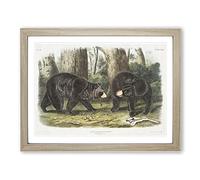 American Black Bears By John Woodhouse Audubon Vintage Framed Wall Art Print, Ready to Hang Picture for Living Room Bedroom Home Office Décor, Oak A2 (64 x 46 cm)