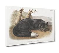 American Black Fox By John Woodhouse Audubon Canvas Print | Gallery Wrapped 30mm Frame Wall Art | 20x14 inches | Ready to Hang | Retro Animals Picture | Living Room Bedroom Lounge Office