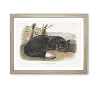 American Black Fox By John Woodhouse Audubon Vintage Framed Wall Art Print, Ready to Hang Picture for Living Room Bedroom Home Office Décor, Oak A4 (34 x 25 cm)