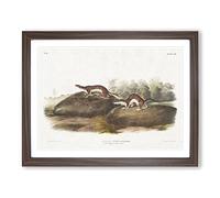 American Brown Weasels By John Woodhouse Audubon Vintage Framed Wall Art Print, Ready to Hang Picture for Living Room Bedroom Home Office Décor, Walnut A4 (34 x 25 cm)