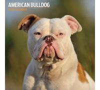 American Bulldog 2026 Traditional Calendar