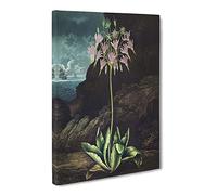 American Cowslip Plant By Robert John Thornton Canvas Print | Gallery Wrapped 30mm Frame Wall Art | 30x20 inches | Ready to Hang | Retro Floral Picture | Living Room Bedroom Lounge Office