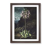 American Cowslip Plant By Robert John Thornton Vintage Framed Print | A2 Walnut Framed Wall Art | Ready to Hang | Classic Floral Picture | Living Room Bedroom Lounge Office