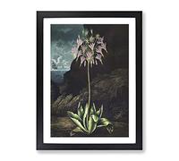American Cowslip Plant By Robert John Thornton Vintage Framed Wall Art Print, Ready to Hang Picture for Living Room Bedroom Home Office Décor, Black A2 (64 x 46 cm)