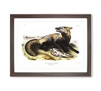 American Cross Fox By John Woodhouse Audubon Vintage Framed Print | A3 Walnut Framed Wall Art | Ready to Hang | Classic Religious Picture | Living Room Bedroom Lounge Office