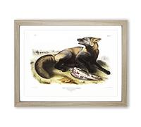 American Cross Fox By John Woodhouse Audubon Vintage Framed Wall Art Print, Ready to Hang Picture for Living Room Bedroom Home Office Décor, Oak A4 (34 x 25 cm)