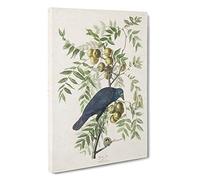 American Crow by John James Audubon Canvas Print | Gallery Wrapped 30mm Frame Wall Art | 30x20 inches | Ready to Hang | Modern Picture | Living Room Bedroom Lounge Office