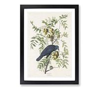 American Crow by John James Audubon Framed Print | A2 Black Framed Wall Art | Ready to Hang | Modern Animal Picture | Living Room Bedroom Lounge Office