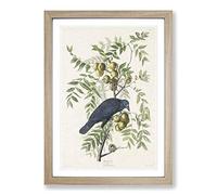American Crow by John James Audubon Framed Print | A2 Oak Framed Wall Art | Ready to Hang | Modern Animal Picture | Living Room Bedroom Lounge Office