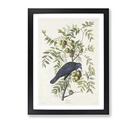 American Crow By John James Audubon Vintage Framed Print | A2 Black Framed Wall Art | Ready to Hang | Classic Animal Picture | Living Room Bedroom Lounge Office