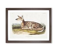 American Deer By John Woodhouse Audubon Vintage Framed Print | A2 Walnut Framed Wall Art | Ready to Hang | Classic Animal Picture | Living Room Bedroom Lounge Office