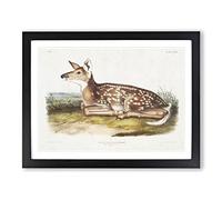 American Deer By John Woodhouse Audubon Vintage Framed Print | A3 Black Framed Wall Art | Ready to Hang | Classic Animal Picture | Living Room Bedroom Lounge Office