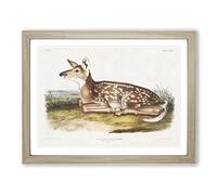 American Deer By John Woodhouse Audubon Vintage Framed Wall Art Print, Ready to Hang Picture for Living Room Bedroom Home Office Décor, Oak A2 (64 x 46 cm)