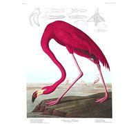 American Flamingo Contemporary Wall Art - Pink Flamingo Vintage Bird Poster Safari Audubon Wall Decor/Cute Bedroom Decor Bird Poster Ornithology Lover Decals/Bird Lover Gift for her (13 x 19)