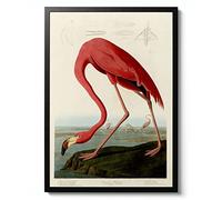 American Flamingo, John James Audobon Poster, Botanical print, Wildlife Science Wall Art, Animal Nature Gift Idea, Archival Matte, A4 (Framed) - 29.7x21cm