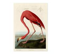 American Flamingo Poster John James Audubon Vintage Bird Illustration Antique Print Ornithology Art, Archival Matte, 50x70cm (Print Only) - 50x70cm