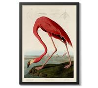American Flamingo Poster John James Audubon Vintage Bird Illustration Antique Print Ornithology Art, Archival Matte, A3 (Black Frame) - 42x29.7cm