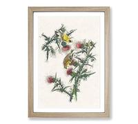 American Goldfinch Birds by John James Audubon Framed Print | A2 Oak Framed Wall Art | Ready to Hang | Modern Nature Picture | Living Room Bedroom Lounge Office