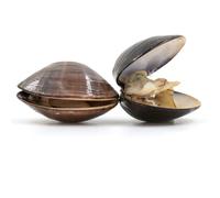 American Hardshell | Cherrystone Clams 1 kg -/+10% | Fish and Seafood Seasoning Set Included