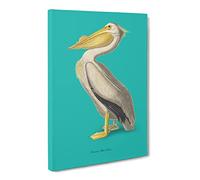 American Pelican In Teal By John James Audubon Canvas Print | Gallery Wrapped 30mm Frame Wall Art | 30x20 inches | Ready to Hang | Retro Bird Picture | Living Room Bedroom Lounge Office