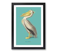 American Pelican in Teal by John James Audubon Framed Print | A2 Black Framed Wall Art | Ready to Hang | Modern Animal Picture | Living Room Bedroom Lounge Office