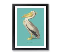 American Pelican In Teal By John James Audubon Vintage Framed Print | A2 Black Framed Wall Art | Ready to Hang | Classic Animal Picture | Living Room Bedroom Lounge Office