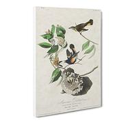 American Redstart Birds By John James Audubon Canvas Print | Gallery Wrapped 30mm Frame Wall Art | 30x20 inches | Ready to Hang | Retro Bird Picture | Living Room Bedroom Lounge Office