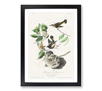 American Redstart Birds by John James Audubon Framed Print | A2 Black Framed Wall Art | Ready to Hang | Modern Nature Picture | Living Room Bedroom Lounge Office