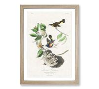 American Redstart Birds by John James Audubon Framed Print | A2 Oak Framed Wall Art | Ready to Hang | Modern Nature Picture | Living Room Bedroom Lounge Office