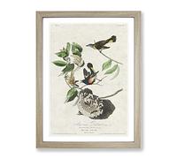 American Redstart Birds By John James Audubon Vintage Framed Print | A2 Oak Framed Wall Art | Ready to Hang | Classic Nature Picture | Living Room Bedroom Lounge Office