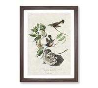American Redstart Birds By John James Audubon Vintage Framed Print | A2 Walnut Framed Wall Art | Ready to Hang | Classic Nature Picture | Living Room Bedroom Lounge Office